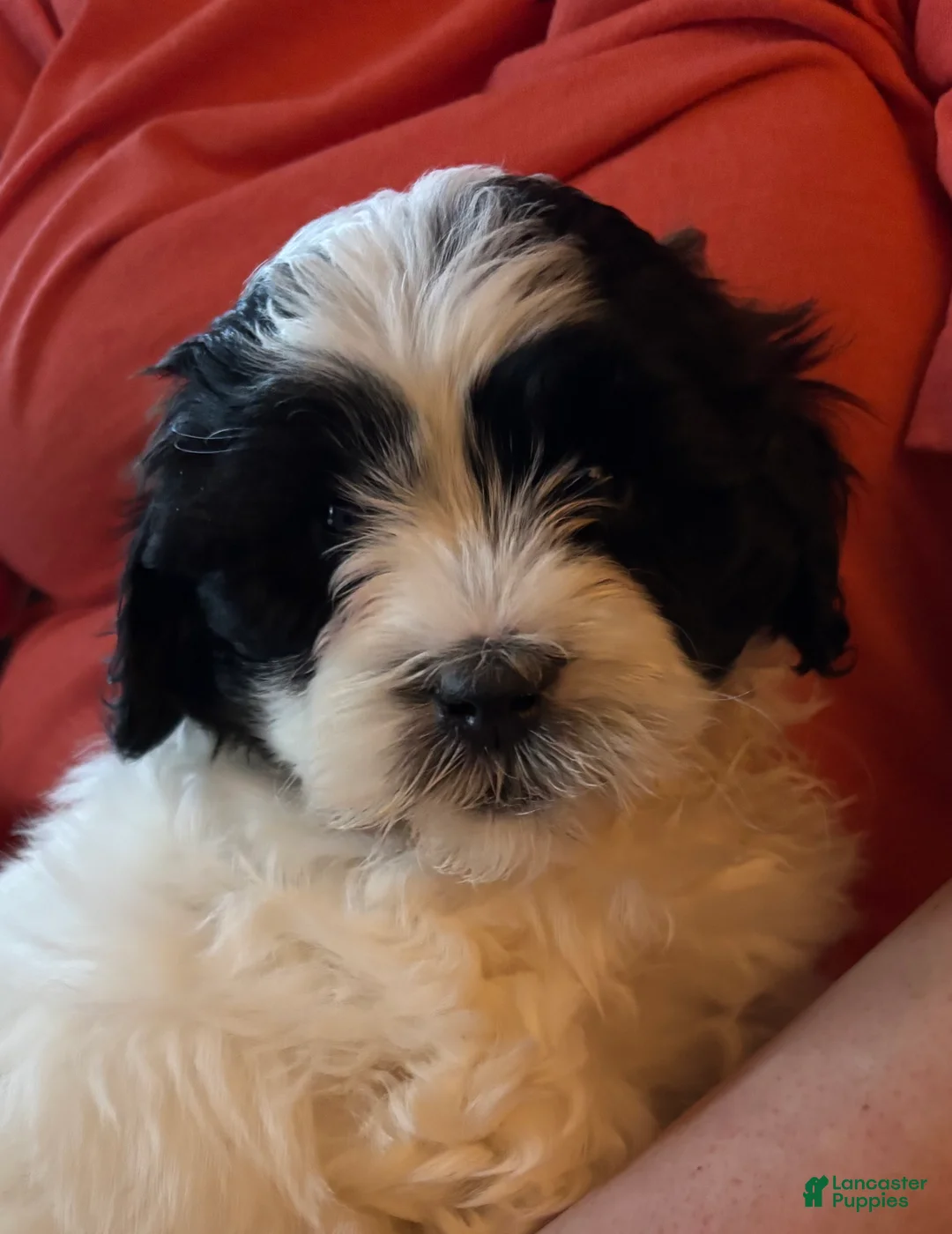 Shihpoo dogs for sale: Sage  - Ad 1