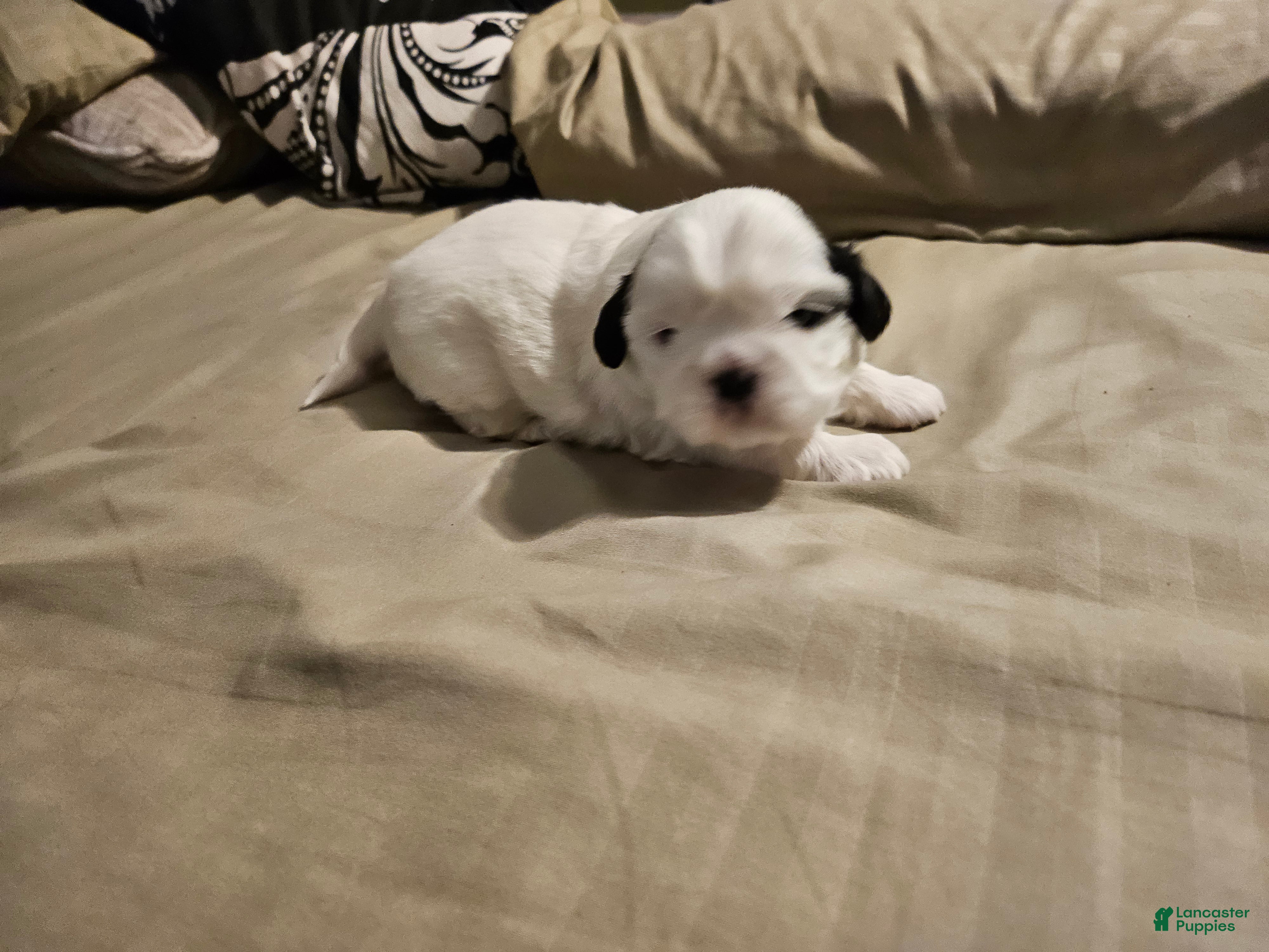 Shih Tzu dogs for sale: Shih Tzu Puppy 1 - Ad 1
