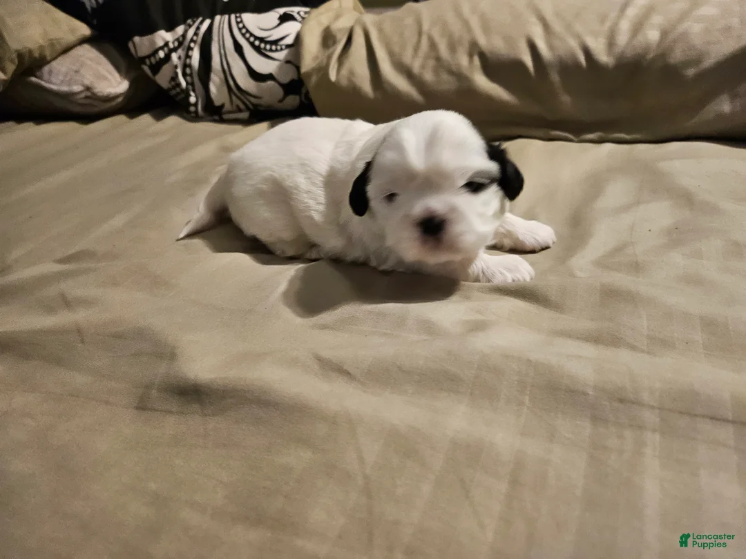 Shih Tzu dogs for sale: Shih Tzu Puppy 1 - Ad 1