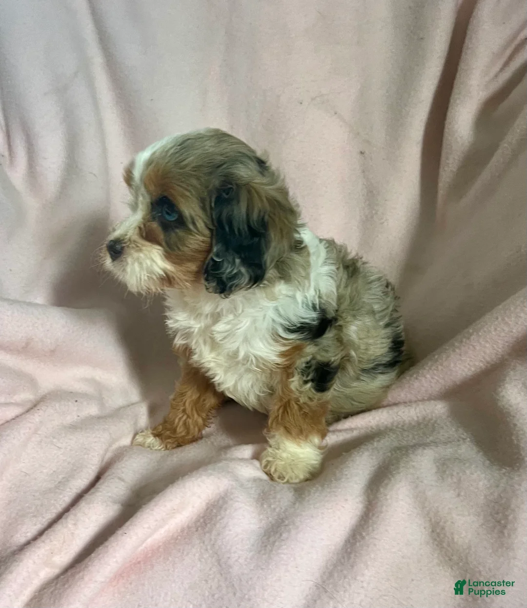 Cavapoo dogs for sale: Debbie May-Girl-Cavapoo  - Ad 2