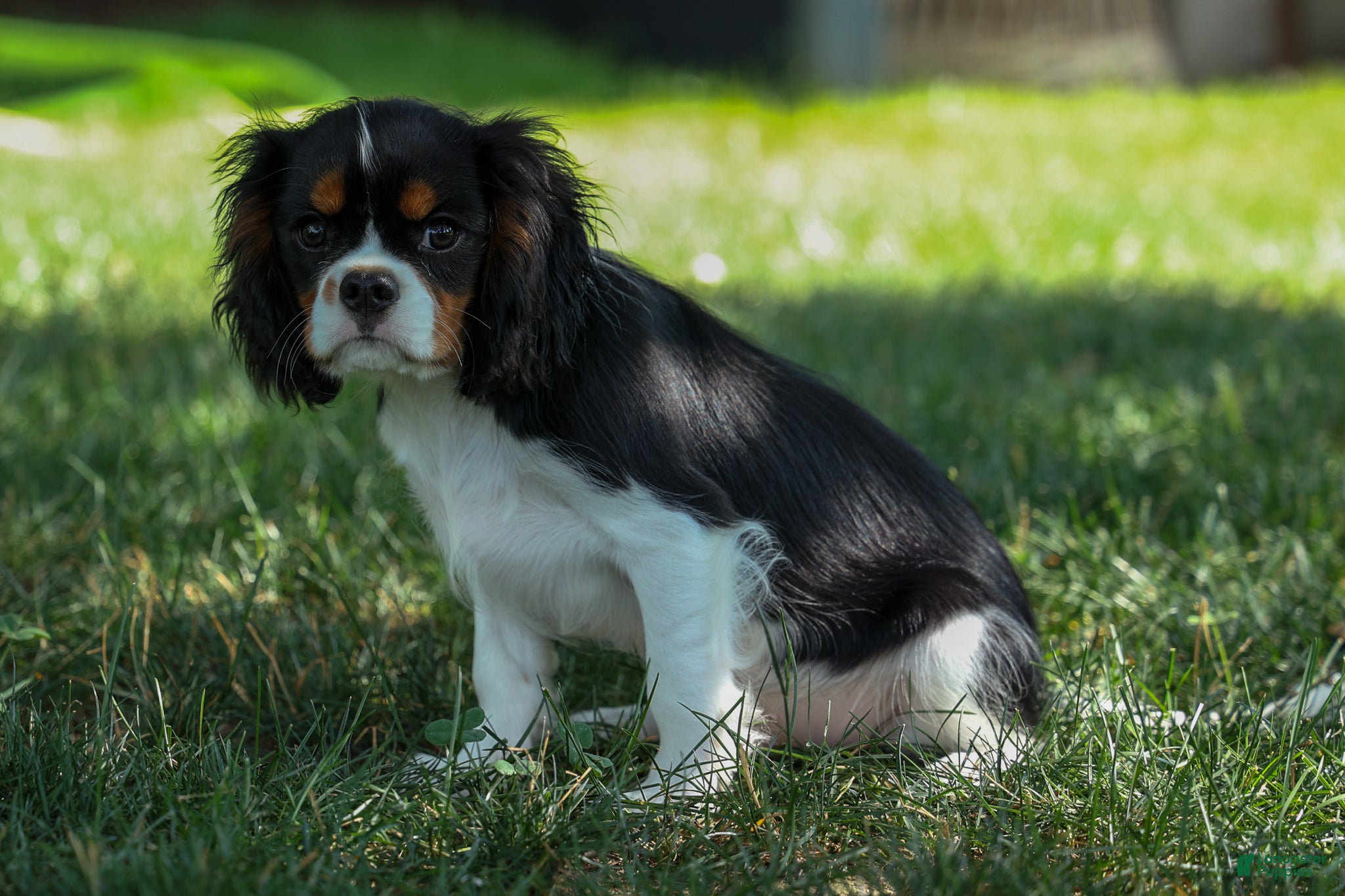 Cavalier King Charles Spaniel dogs Maxwell 🐾🐶 - Ad 1