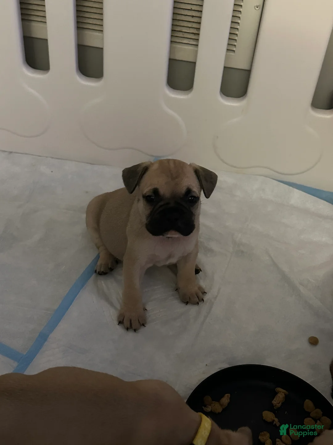 French Bulldog dogs for sale: Bruno - Light green collar  - Ad 2