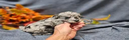 Maltipoo dogs for sale: Jinx - Ad 8