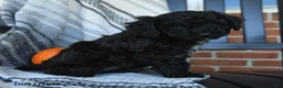 Cavapoo dogs for sale: Midnight - Ad 4