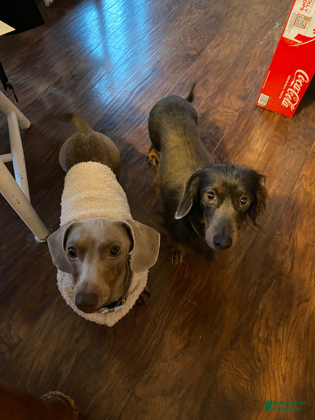 Miniature Dachshund dogs for sale: Miniature Dachshund Puppy 1 - Ad 7