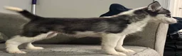 Siberian Husky dogs for sale: Gracie - Ad 2
