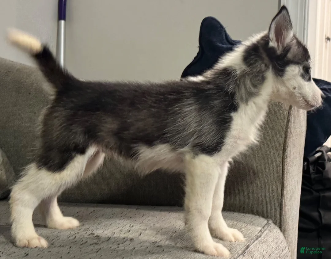 Siberian Husky dogs for sale: Gracie - Ad 2