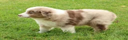 Miniature Australian Shepherd dogs for sale: Roxy - Ad 6