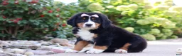 Bernese Mountain Dog dogs for sale: Maggie - Ad 4