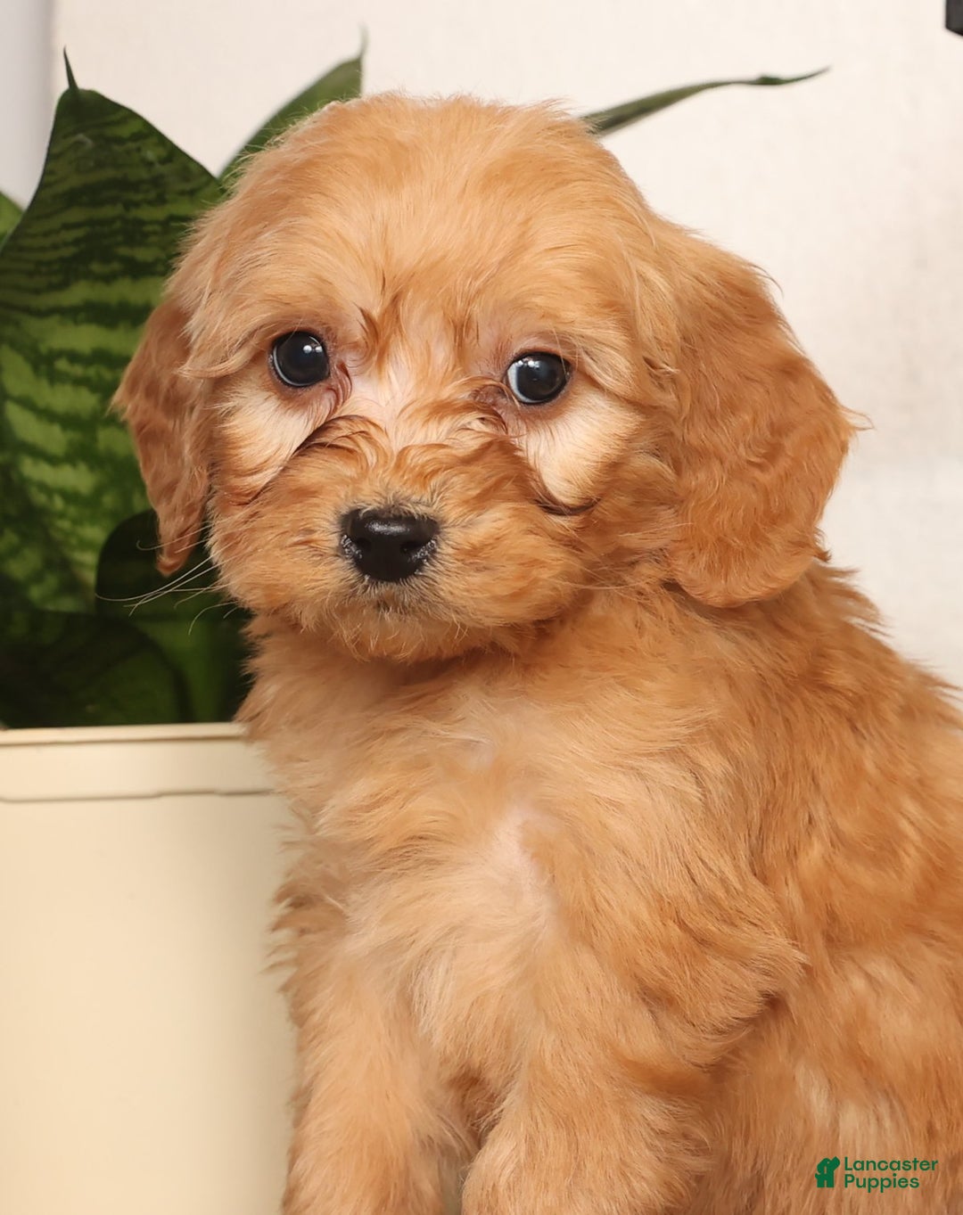 Mini Goldendoodle dogs for sale: Mitch - Ad 4