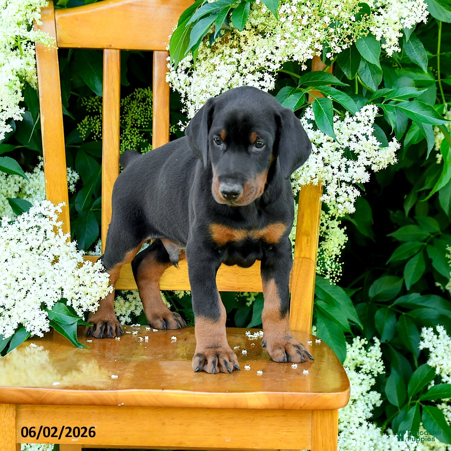 Doberman Pinscher dogs for sale: Lamar - Ad 2