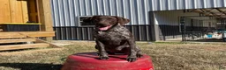 German Shorthaired Pointer dogs for sale: German Shorthaired Pointer Puppy 3 - Ad 5