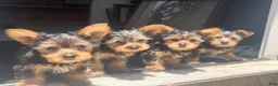 Yorkshire Terrier dogs for sale: Female - Ad 4
