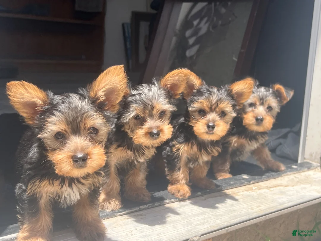 Lincoln Yorkshire Terrier for sale in Beverly Hills | Lancaster