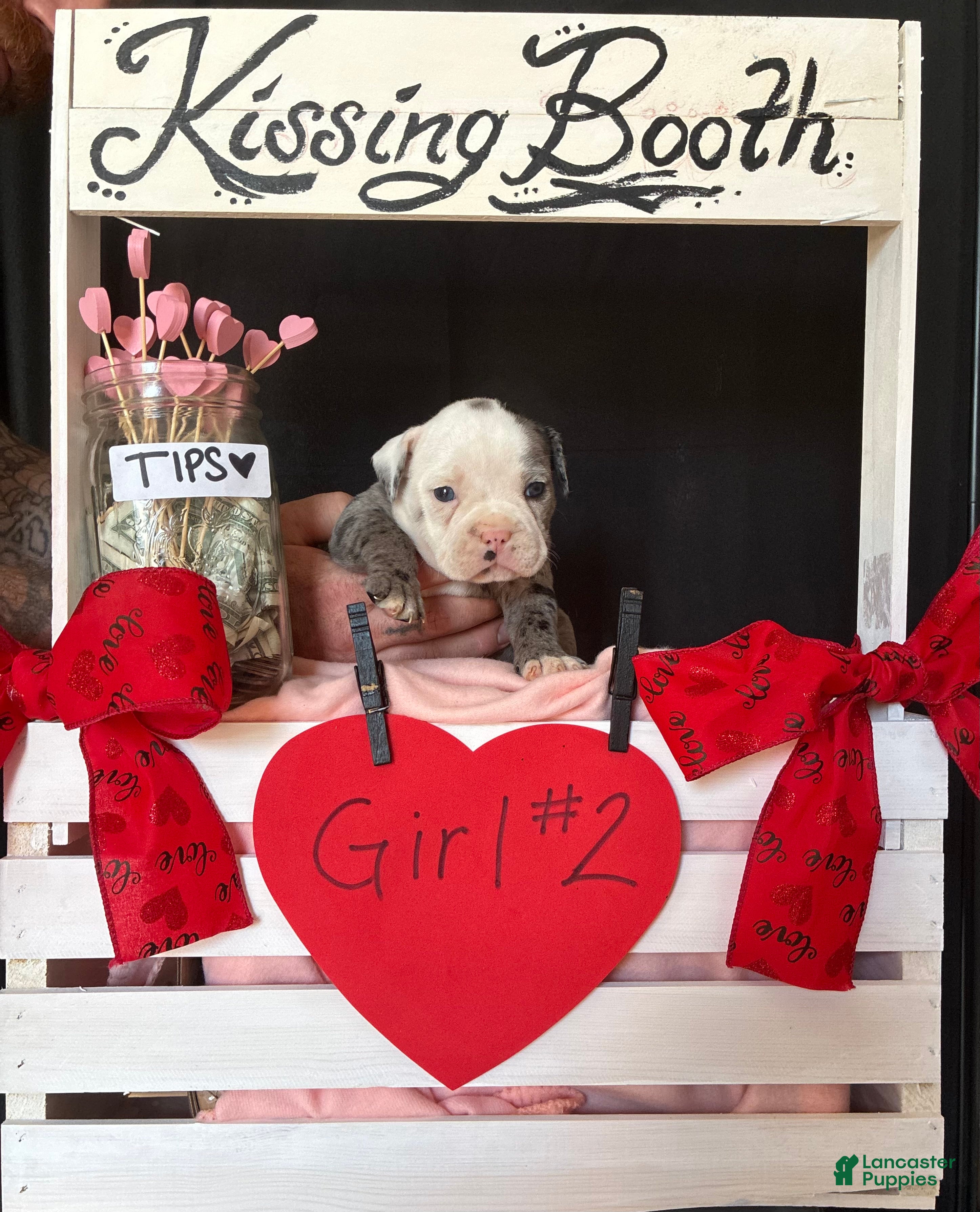 Olde English Bulldogge dogs Olde English Bulldogge Puppy 8 - Ad 20