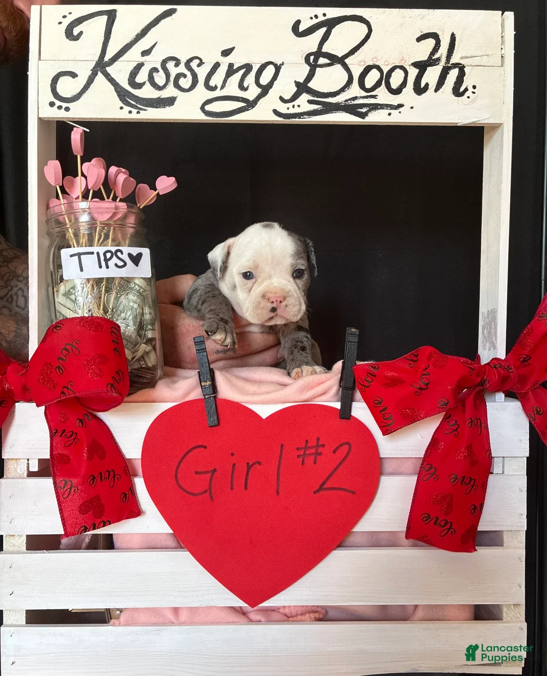 Olde English Bulldogge dogs for sale: Olde English Bulldogge Puppy 8 - Ad 1