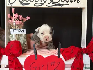 Olde English Bulldogge dogs Olde English Bulldogge Puppy 8 - Ad 20