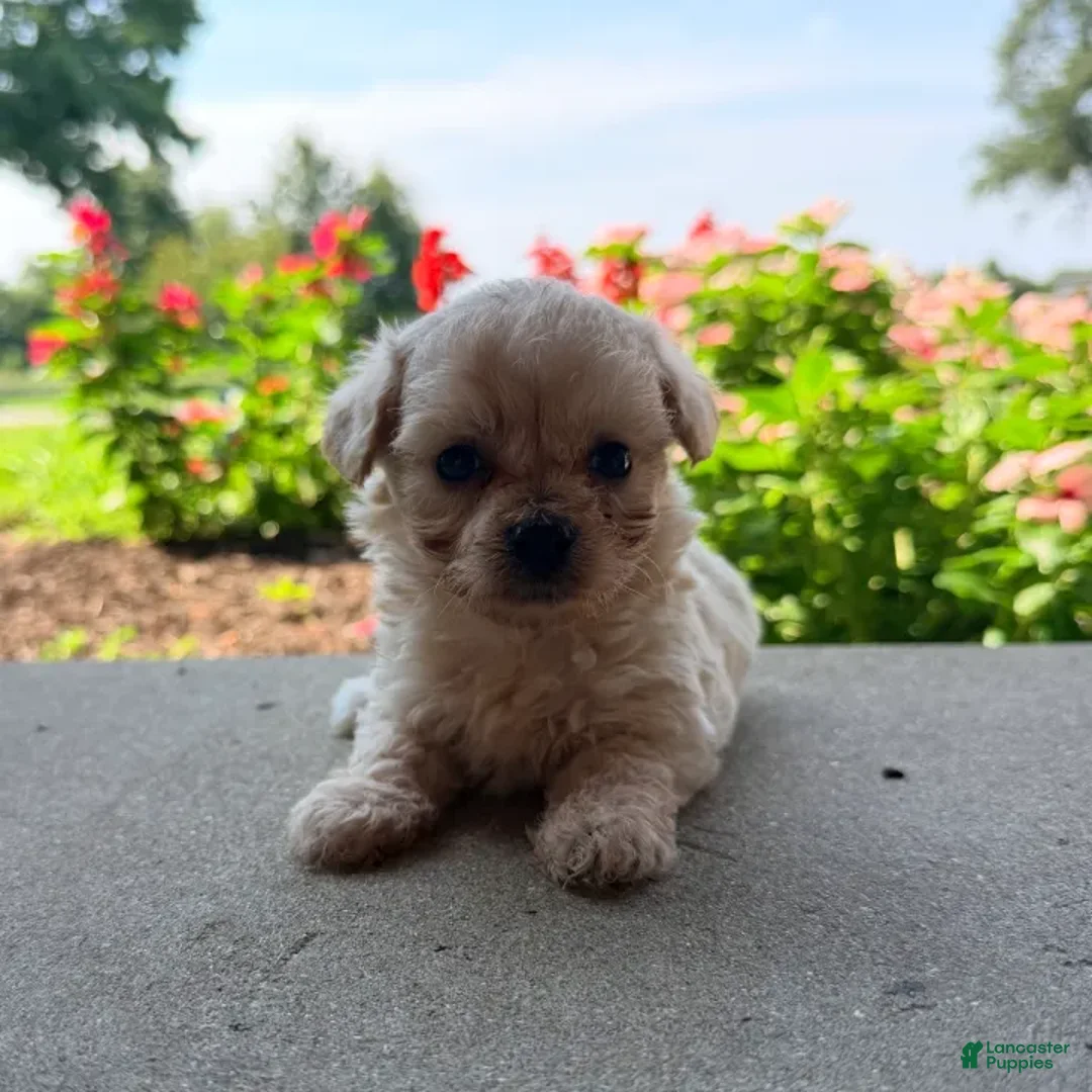 Maltipoo dogs for sale: Kaiser - Ad 1