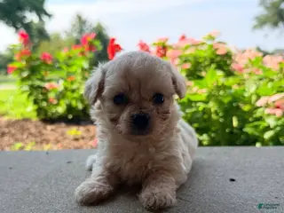 Maltipoo dogs Kaiser - Ad 10