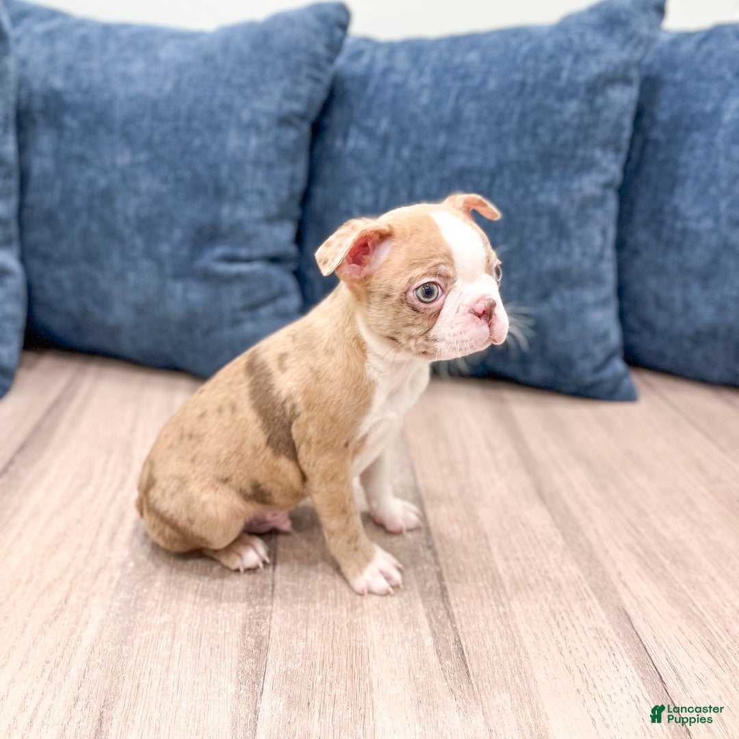 Boston Terrier dogs for sale: Asher - Ad 3