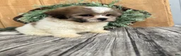 Teddy Bear dogs for sale: Lizzie - Ad 4
