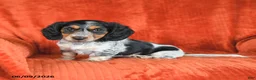 Miniature Dachshund dogs for sale: Ava  - Ad 1