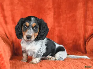 Miniature Dachshund dogs for sale: Ava - Ad 3