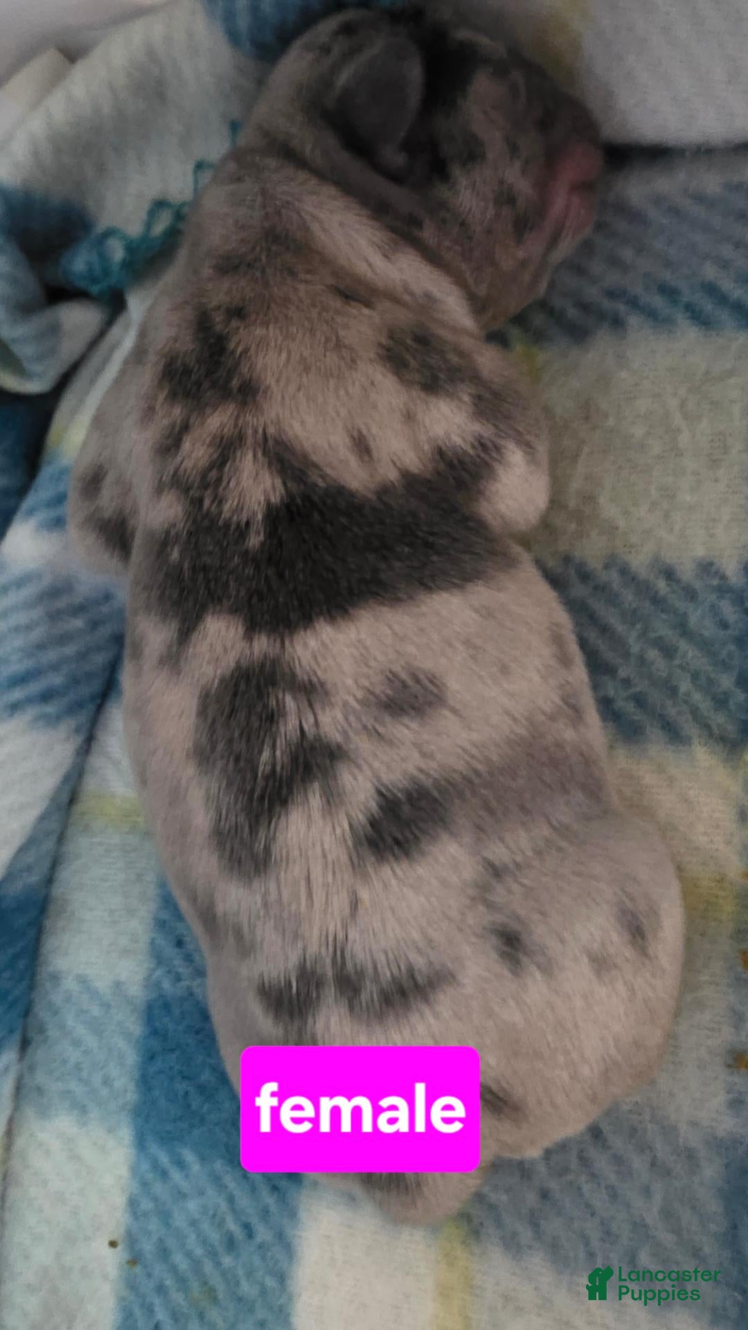 French Bulldog dogs Emma - Ad 2
