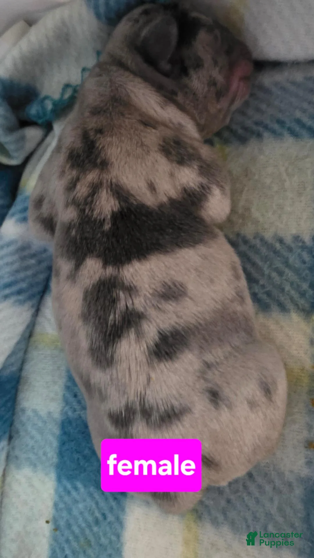 French Bulldog dogs for sale: Emma - Ad 2