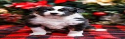 Miniature Australian Shepherd dogs for sale: Faith - Ad 1