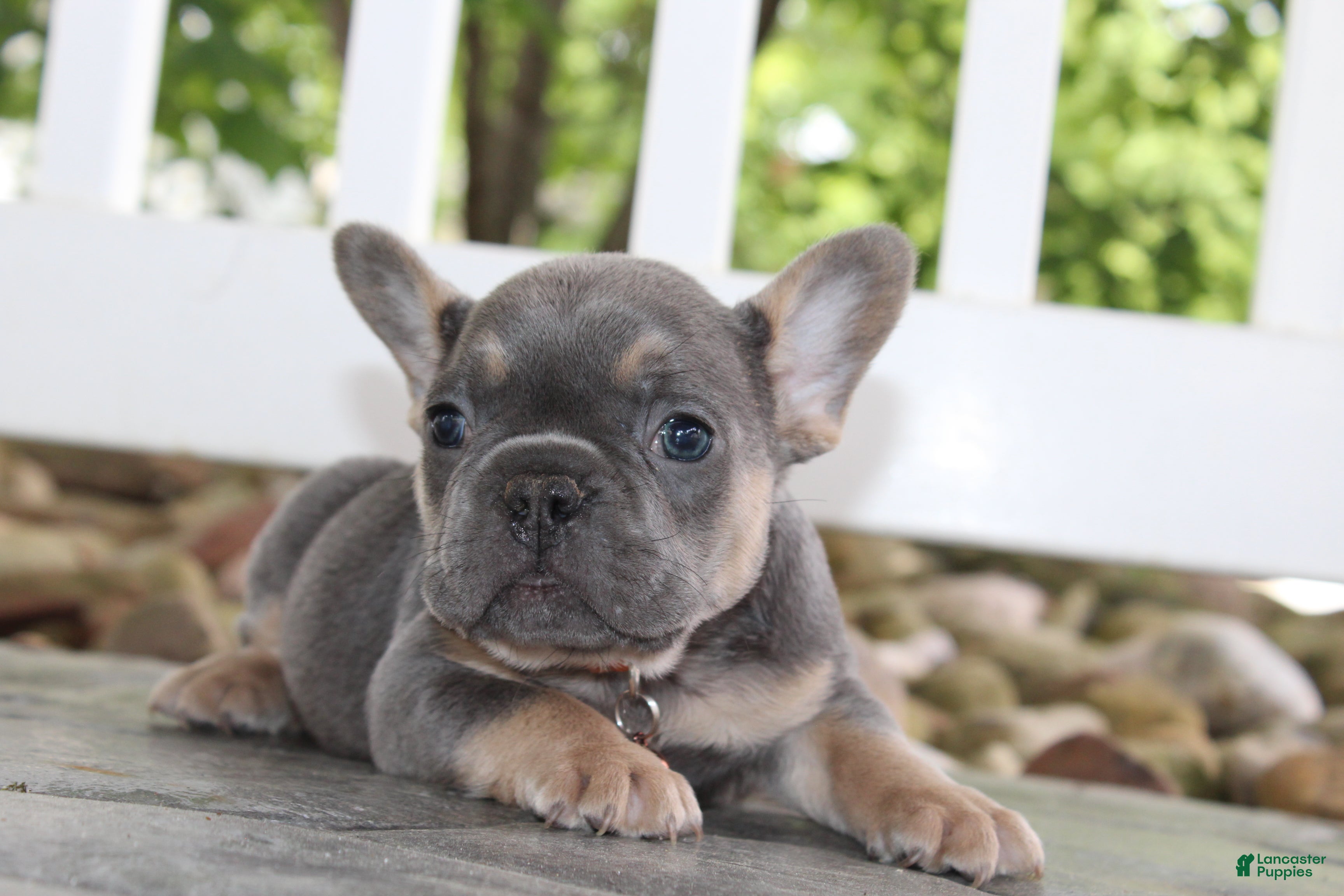 French Bulldog dogs for sale: AKC Jack - Ad 10