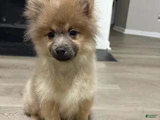 Pomeranian dogs Feather - Ad 3