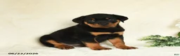 Rottweiler dogs for sale: Ace - Ad 4