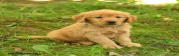 Golden Retriever dogs for sale: Dulcia - Ad 4