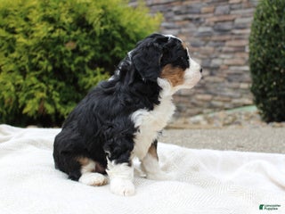 Mini Bernedoodle dogs - Ad 37