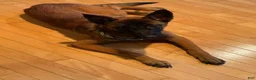 Belgian Malinois dogs for sale: Belgian Malinois 2 - Ad 3