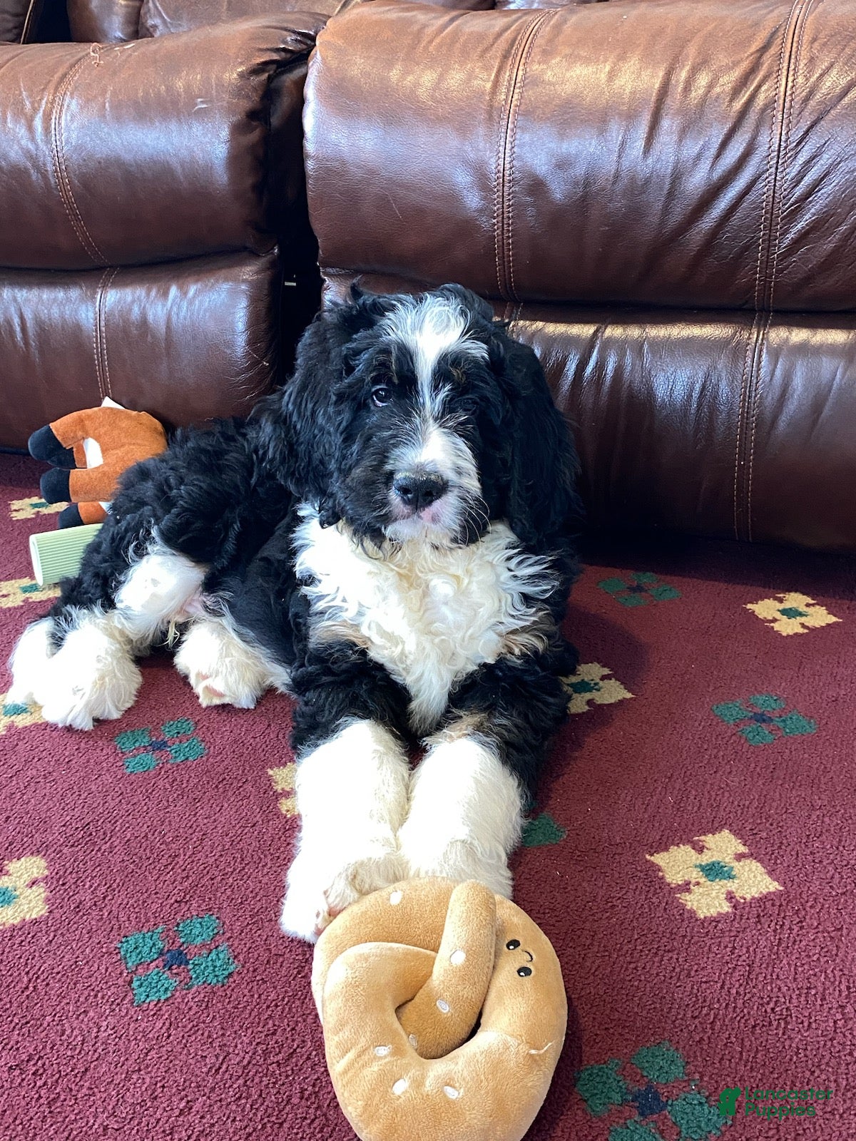 Bernedoodle dogs Sammy - Ad 1