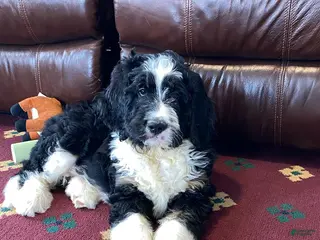 Bernedoodle dogs for sale: Sammy - Ad 1