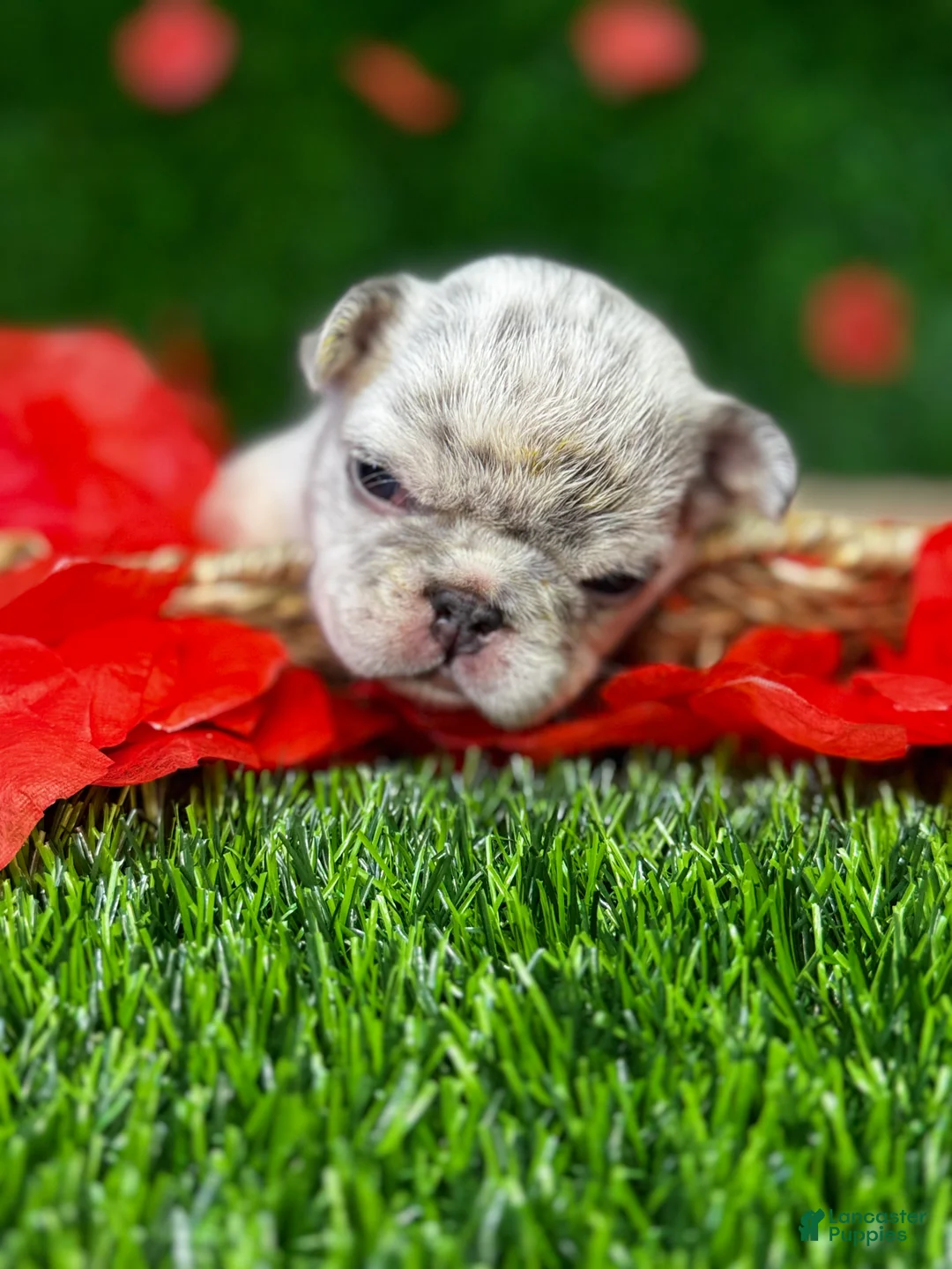 French Bulldog dogs for sale: AIKO - Ad 3