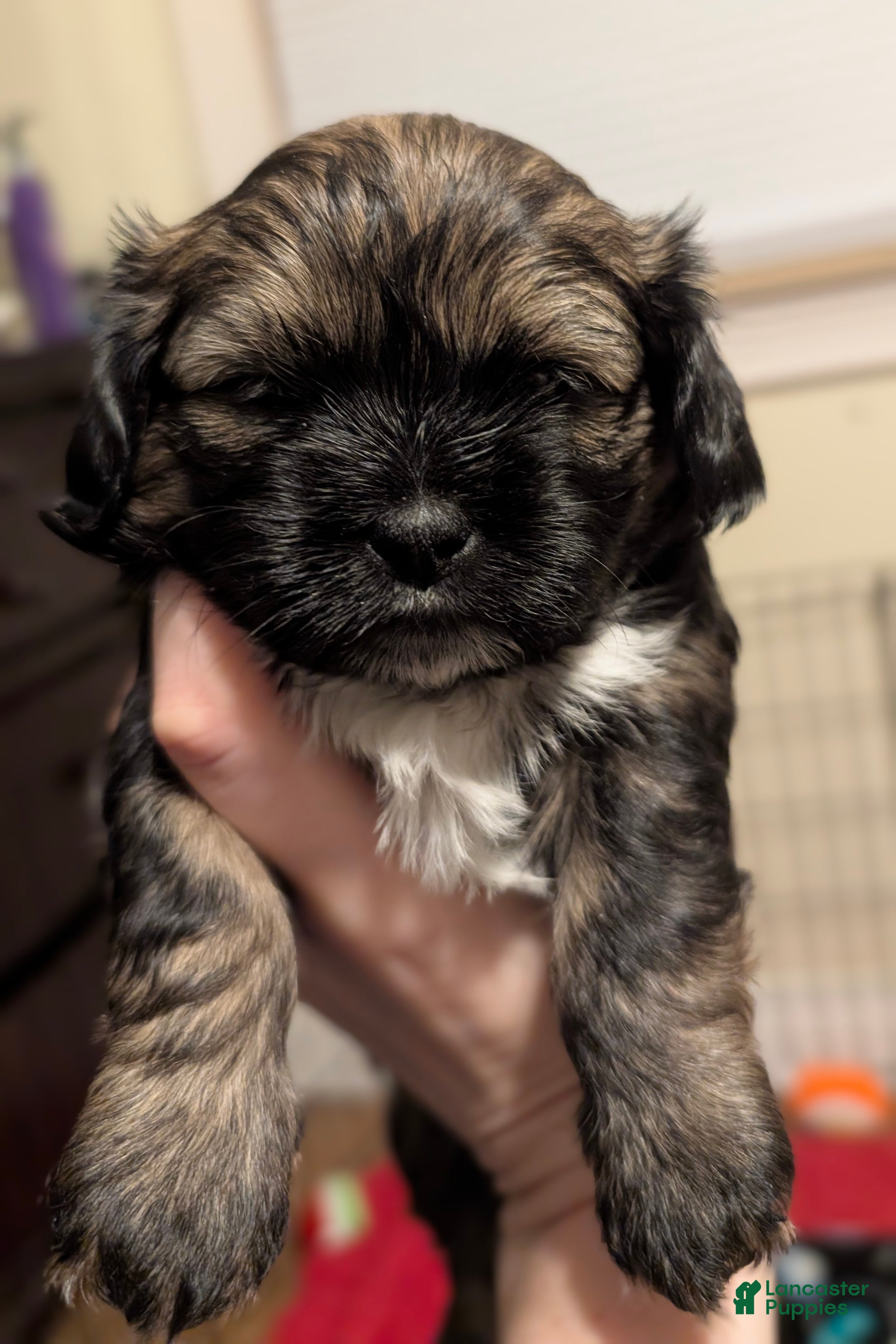 Shihpoo dogs Shichon puppy Holly  - Ad 3