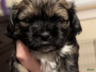 Shihpoo dogs Shichon puppy Holly - Ad 3