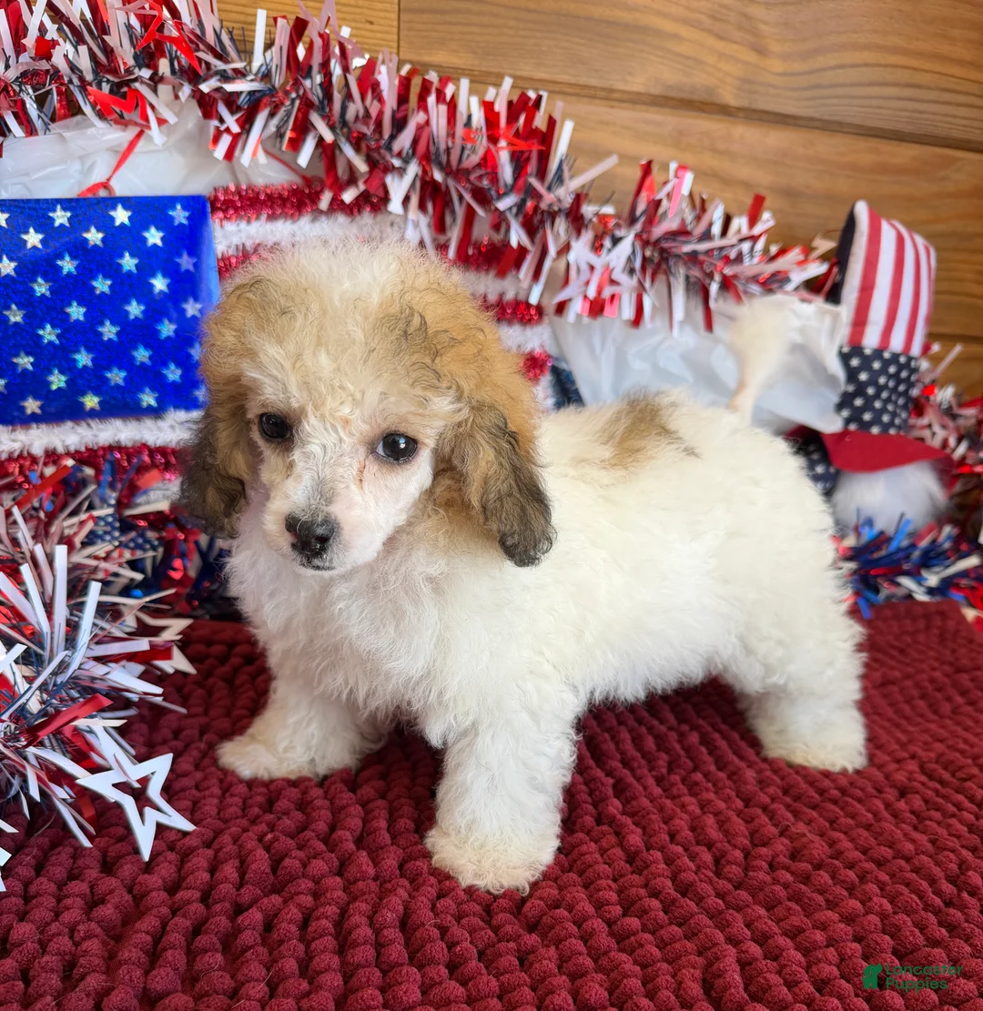 Toy Poodle dogs for sale: Beth - Ad 4