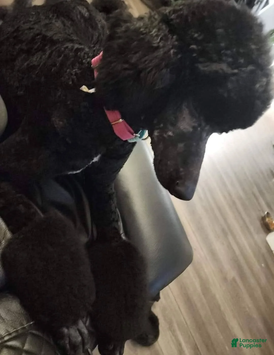 Standard Poodle dogs for sale:  Puppy 1 - Ad 4
