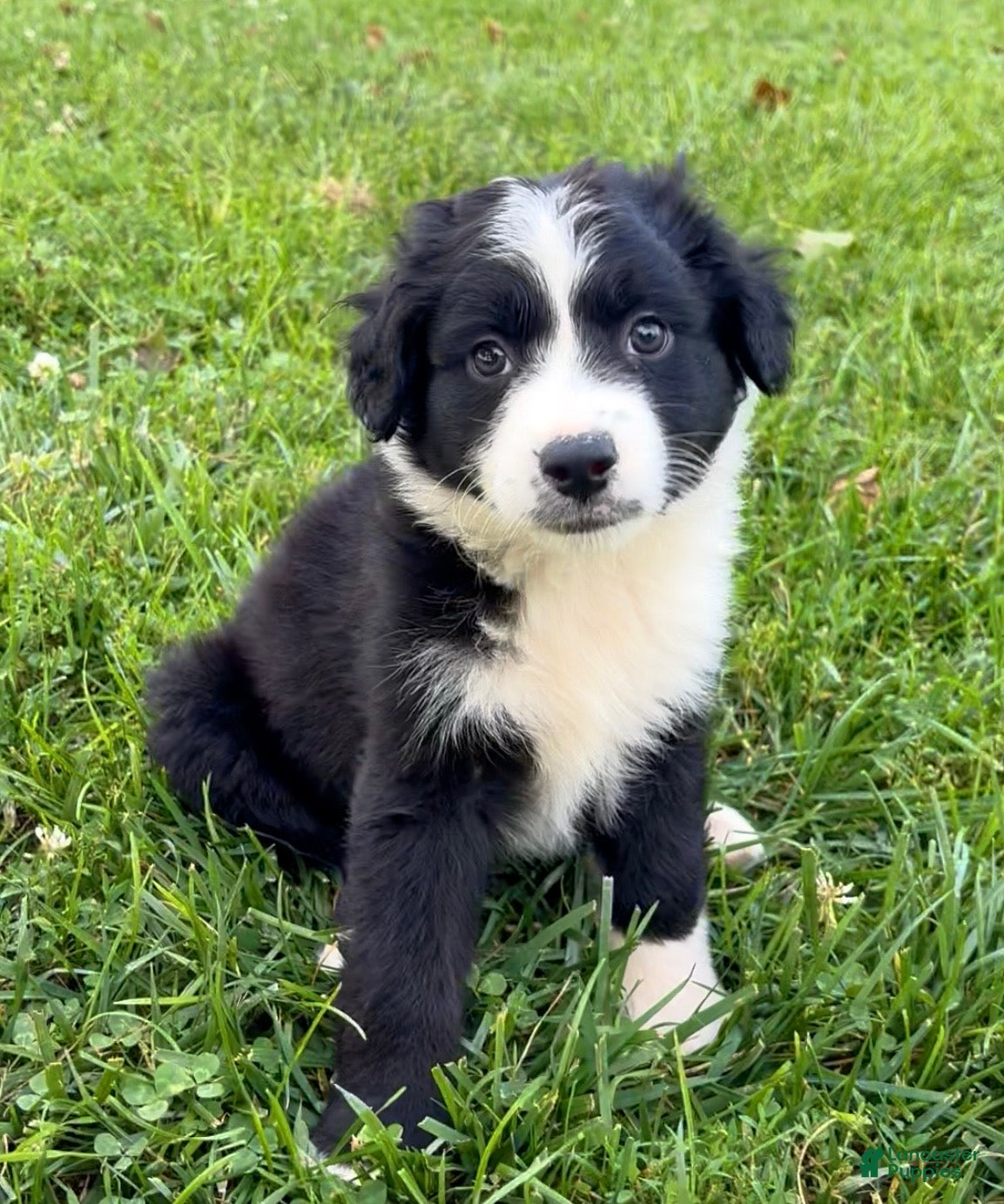 Australian Shepherd dogs Theo - Ad 2
