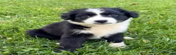 Australian Shepherd dogs for sale: Theo - Ad 2