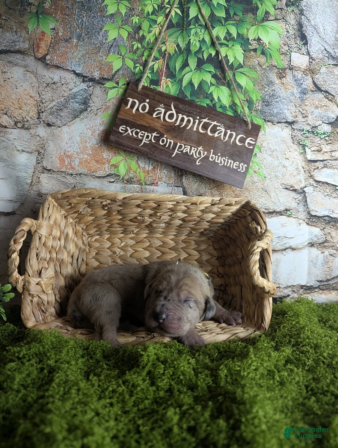 Great Dane dogs for sale: Èowyn Blue Brindle Merle Female Great Dane Puppy  - Ad 2