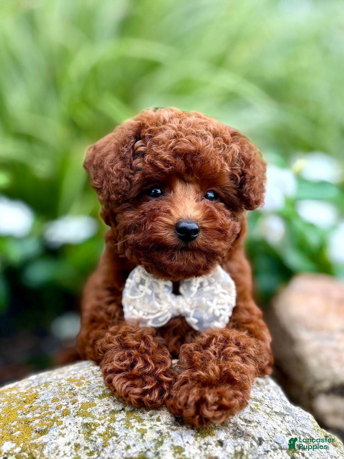 Toy Poodle dogs Mercy Toy Poodle  - Ad 2