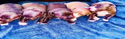 American Bully dogs for sale: American Bully 2 - Ad 3