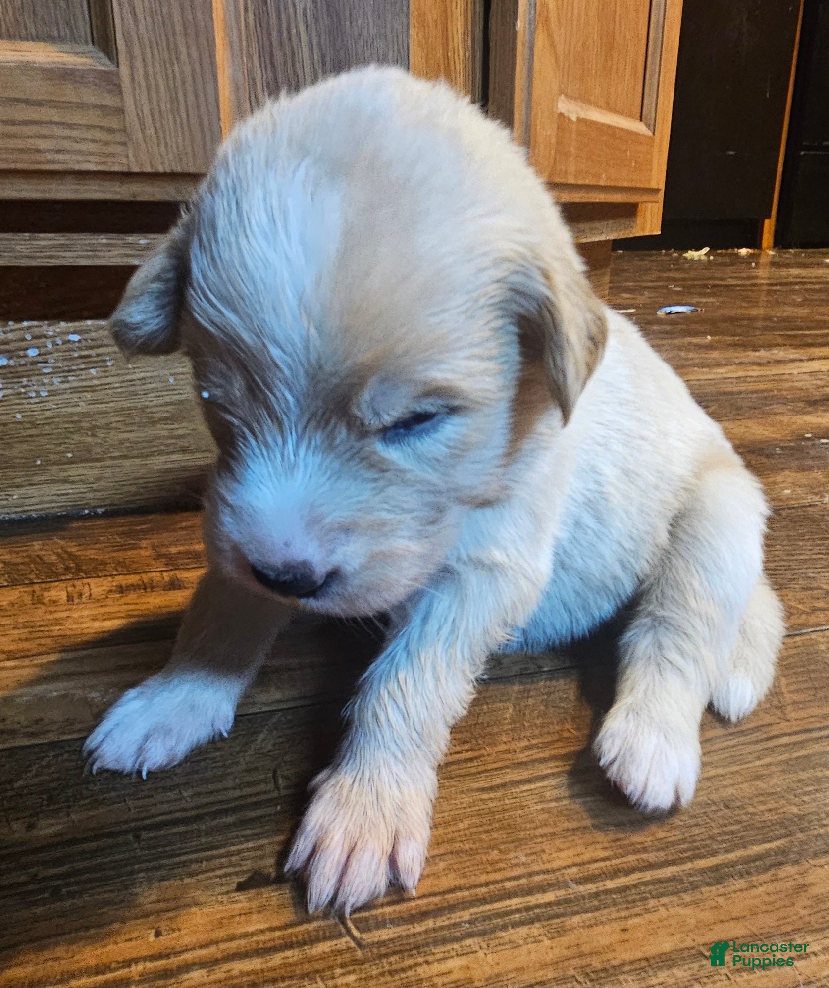 Mixed Breed dogs Mixed Breed Puppy 6 - Ad 22