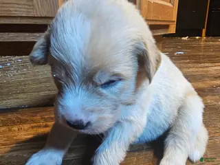 Mixed Breed dogs Mixed Breed Puppy 6 - Ad 22